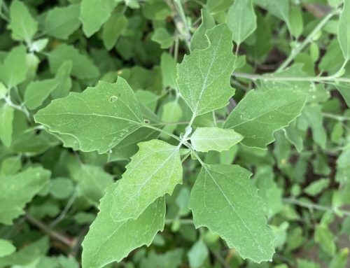 Lamb’s Quarters