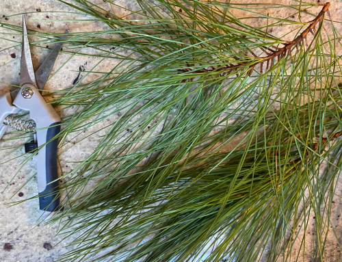Pine Needle Simple Syrup