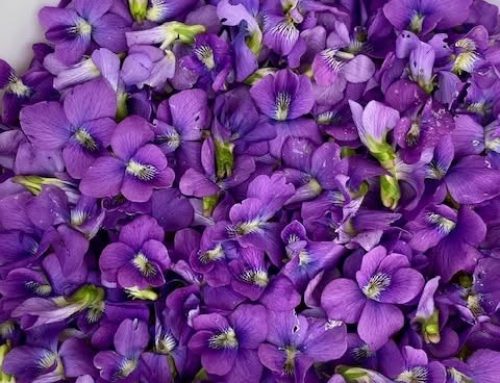Wild Violet Simple Syrup